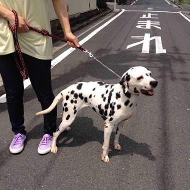 f:id:animal_protections:20140723103708j:image