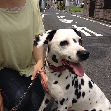 f:id:animal_protections:20140723103709j:image