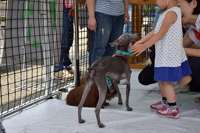 f:id:animal_protections:20140723105256j:image