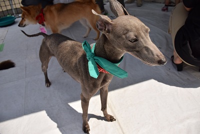 f:id:animal_protections:20140723105257j:image