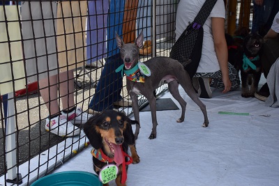 f:id:animal_protections:20140723105258j:image