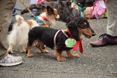 f:id:animal_protections:20140723105303j:image