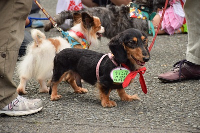 f:id:animal_protections:20140723105304j:image