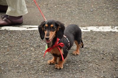 f:id:animal_protections:20140723105305j:image