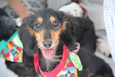 f:id:animal_protections:20140723105306j:image