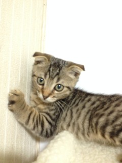 f:id:animal_protections:20140728120501j:image f:id:animal_protections:20140728120501j:image