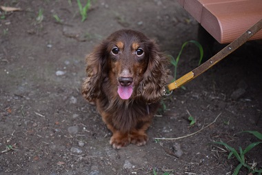 f:id:animal_protections:20140806135344j:image