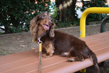 f:id:animal_protections:20140806135346j:image