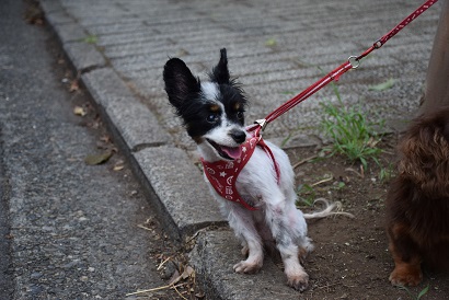 f:id:animal_protections:20140806143025j:image f:id:animal_protections:20140806143025j:image