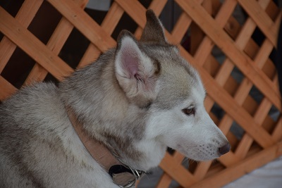 f:id:animal_protections:20140813120216j:image f:id:animal_protections:20140813120216j:image