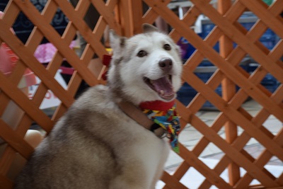 f:id:animal_protections:20140813120218j:image f:id:animal_protections:20140813120218j:image