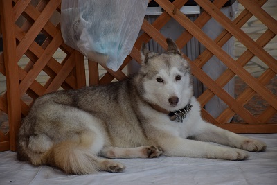 f:id:animal_protections:20140813120219j:image f:id:animal_protections:20140813120219j:image