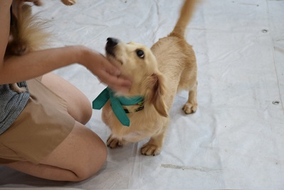 f:id:animal_protections:20140820101803j:image
