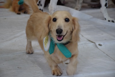f:id:animal_protections:20140820101804j:image