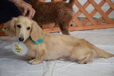 f:id:animal_protections:20140820101805j:image