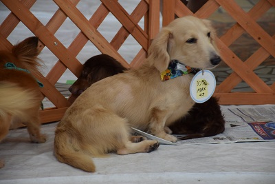 f:id:animal_protections:20140820101806j:image
