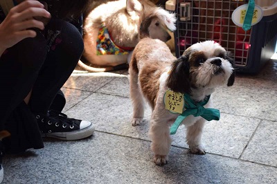 f:id:animal_protections:20141002105709j:image f:id:animal_protections:20141002105709j:image