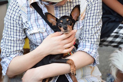 f:id:animal_protections:20141003102725j:image