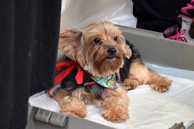 f:id:animal_protections:20141009163027j:image