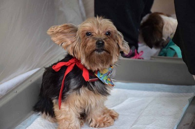 f:id:animal_protections:20141009163030j:image
