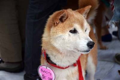 f:id:animal_protections:20141014151753j:image f:id:animal_protections:20141014151753j:image