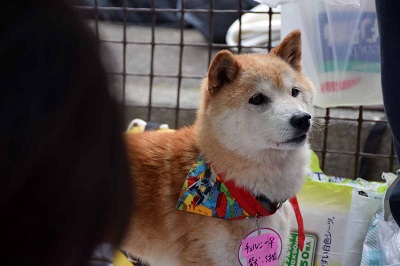 f:id:animal_protections:20141014151754j:image f:id:animal_protections:20141014151754j:image
