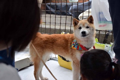 f:id:animal_protections:20141014151755j:image f:id:animal_protections:20141014151755j:image