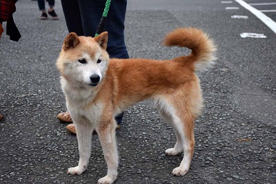 f:id:animal_protections:20141014151756j:image f:id:animal_protections:20141014151756j:image