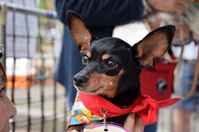 f:id:animal_protections:20141014151757j:image