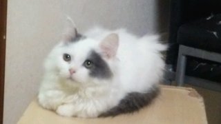 f:id:animal_protections:20141019224720j:image