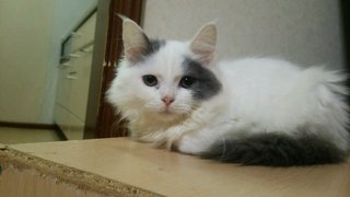 f:id:animal_protections:20141019224721j:image