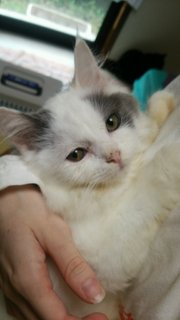 f:id:animal_protections:20141019224722j:image