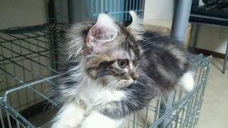 f:id:animal_protections:20141019224723j:image