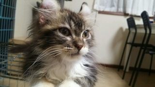 f:id:animal_protections:20141019224724j:image