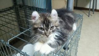 f:id:animal_protections:20141019224725j:image