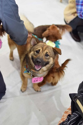f:id:animal_protections:20141114145338j:image f:id:animal_protections:20141114145338j:image