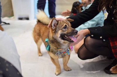f:id:animal_protections:20141114145340j:image f:id:animal_protections:20141114145340j:image