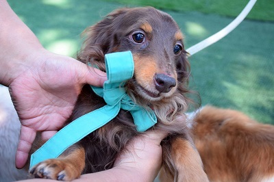 f:id:animal_protections:20141201163607j:image f:id:animal_protections:20141201163607j:image