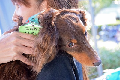 f:id:animal_protections:20141201163610j:image f:id:animal_protections:20141201163610j:image