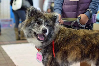 f:id:animal_protections:20141201163611j:image