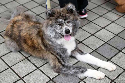 f:id:animal_protections:20141201163614j:image