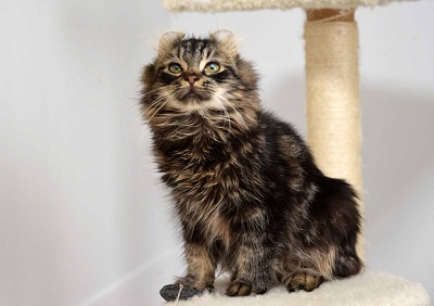 f:id:animal_protections:20141210163421j:image