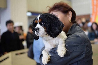 f:id:animal_protections:20141223122924j:image