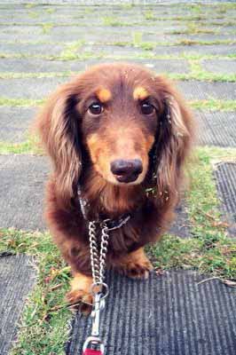 f:id:animal_protections:20150101204543j:image f:id:animal_protections:20150101204543j:image