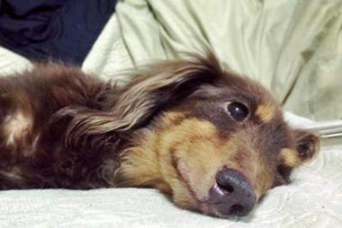 f:id:animal_protections:20150104004206j:image f:id:animal_protections:20150104004206j:image