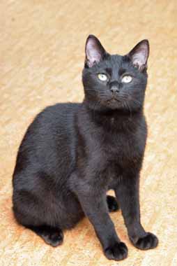 f:id:animal_protections:20150104115014j:image