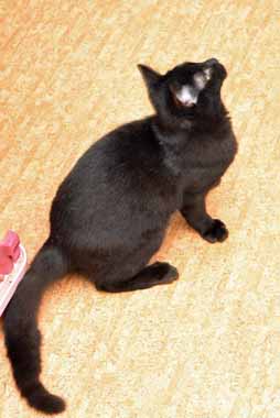 f:id:animal_protections:20150104115015j:image