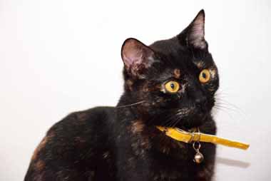 f:id:animal_protections:20150104120227j:image