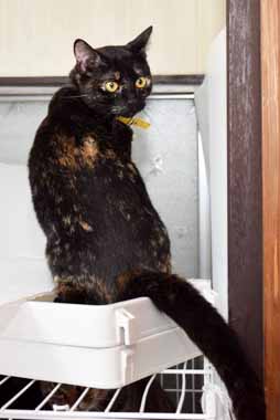 f:id:animal_protections:20150104120228j:image