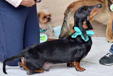 f:id:animal_protections:20150324234732j:image